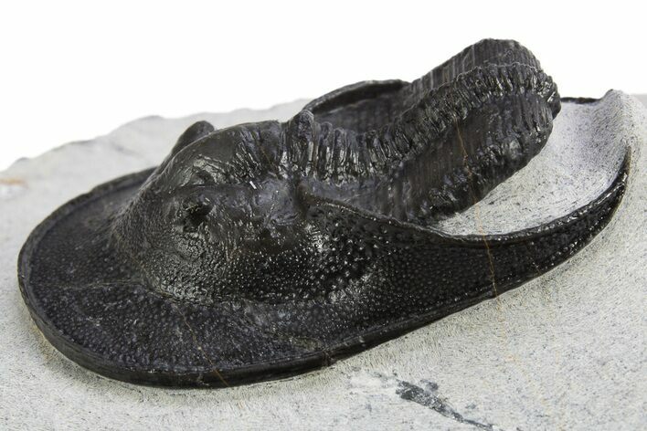 Impressive Scotoharpes Trilobite - Boudib, Morocco #312731